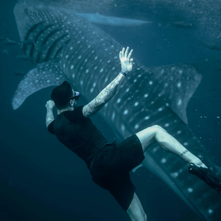 Taucher, Unterwasser mit einem Walhai